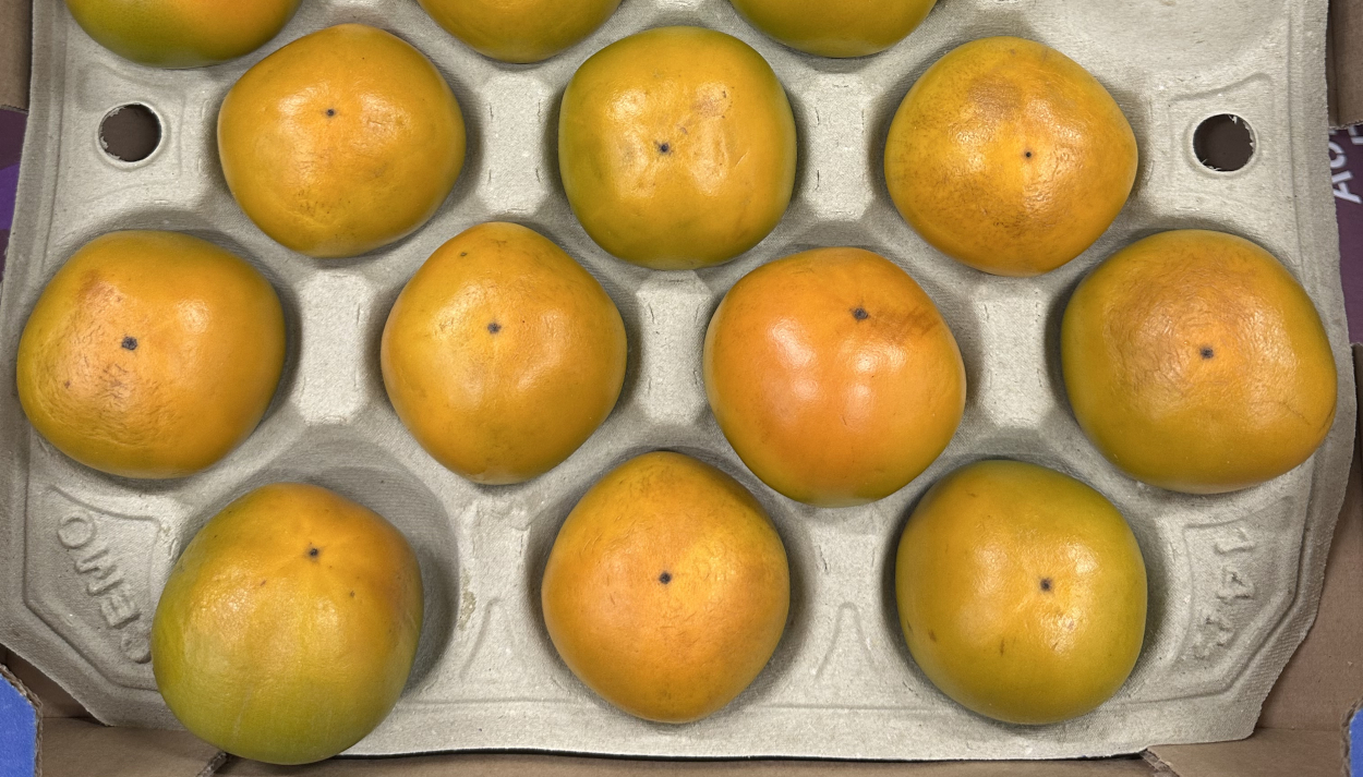 Persimmons