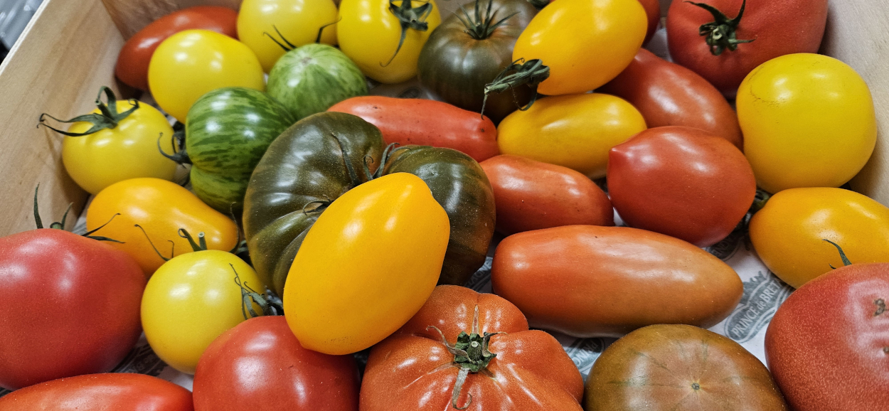 Prince de Bretagne Heritage Tomatoes