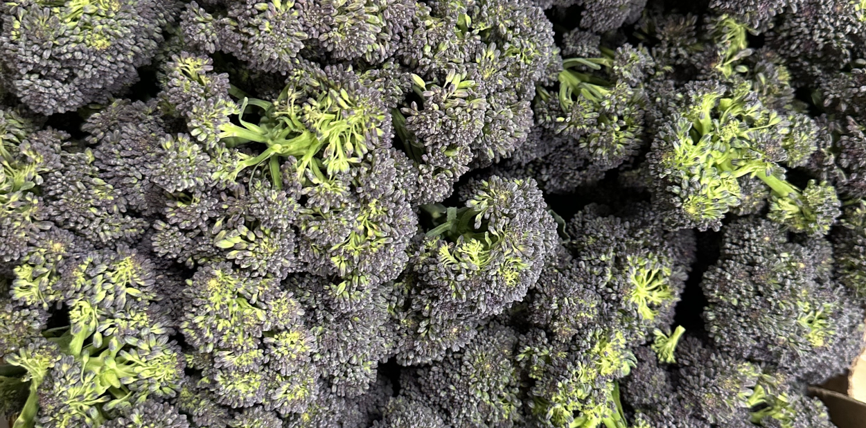 Purple Sprouting