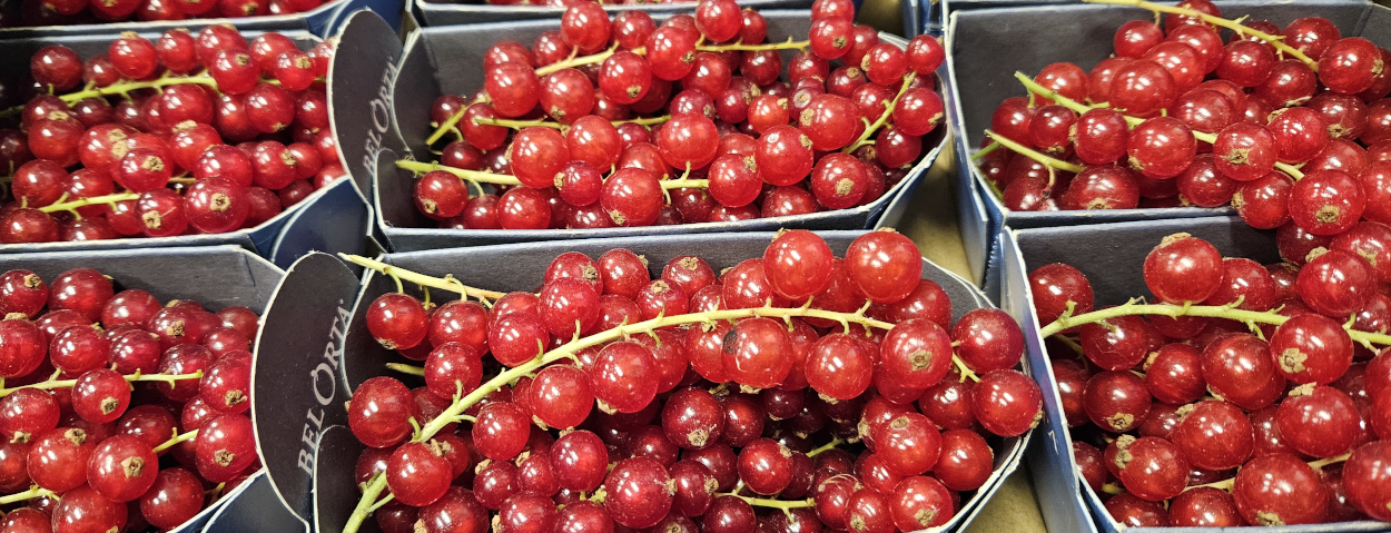 Red Currants