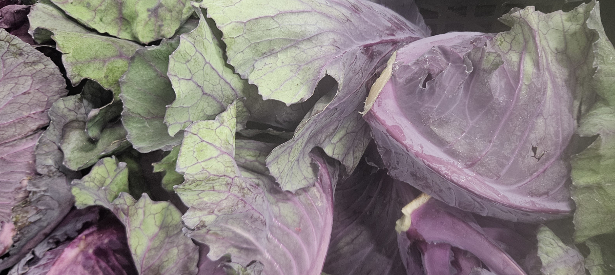 Red Hispi Cabbage