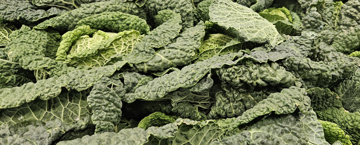 British Savoy Cabbage