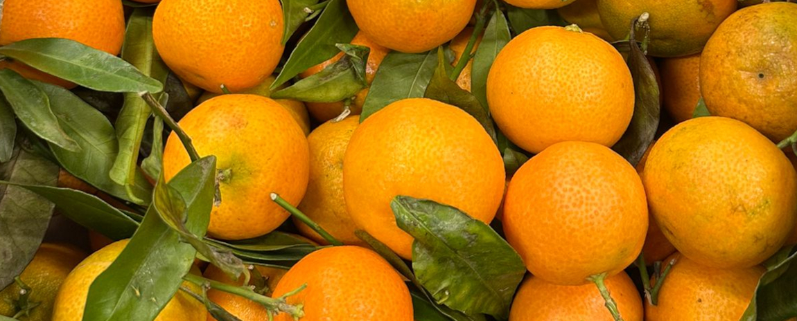 Italian Leaf Clementines