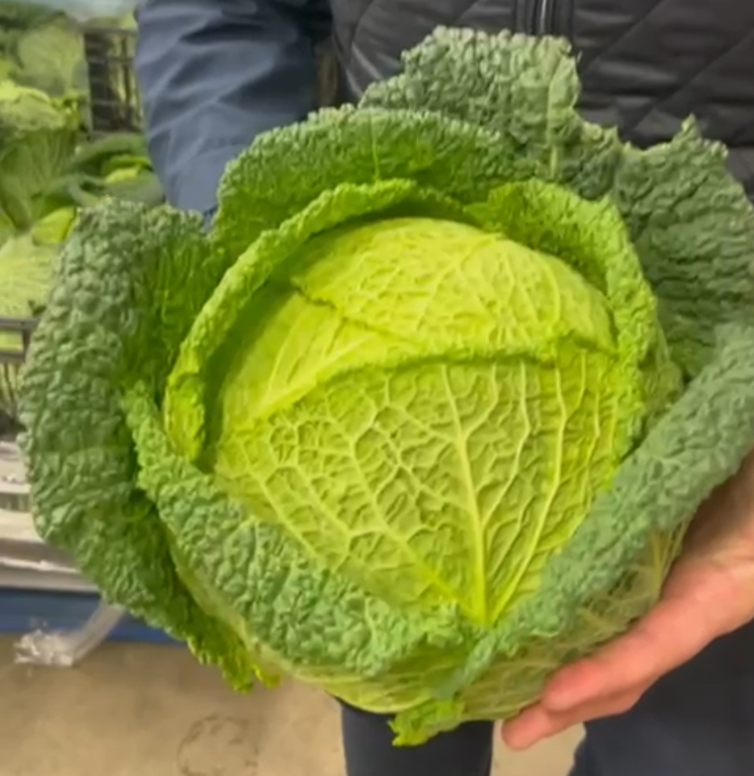 Savoy Cabbage