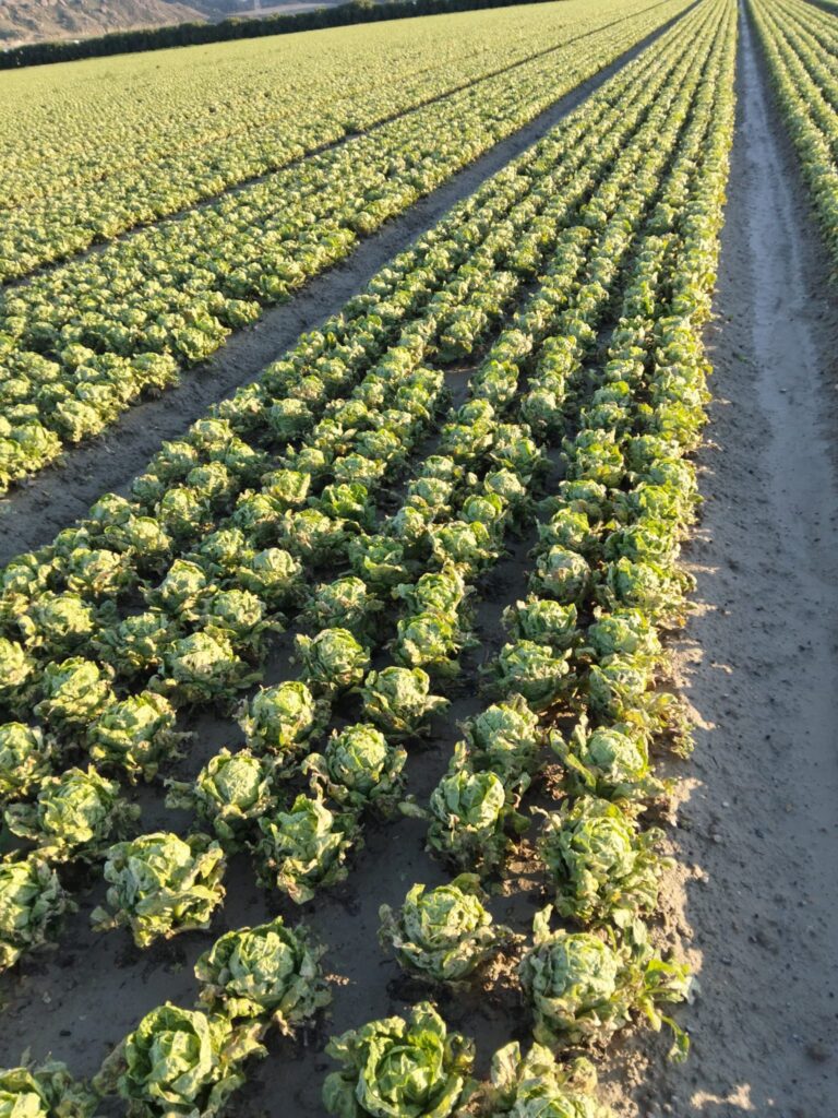 A waterlogged field in Extremadura