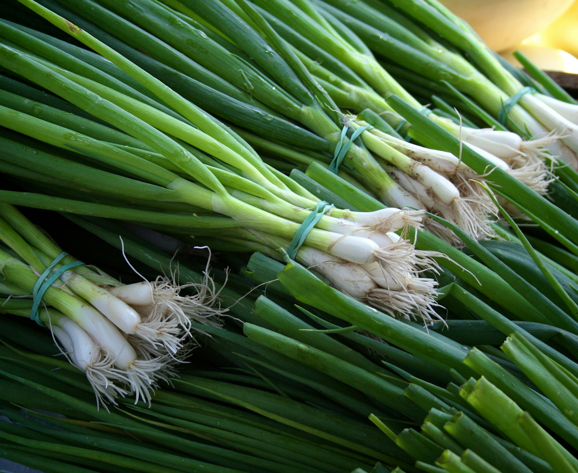 Seasonal spring onions