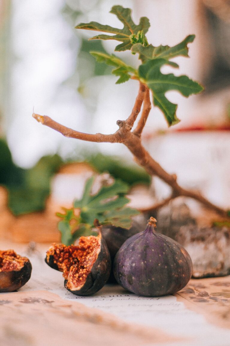 Close-up of ripe figs with a fig tree branch in a warm, rustic setting.