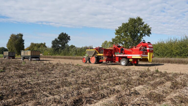 Agricultural machinery harvesting potatoes in a field