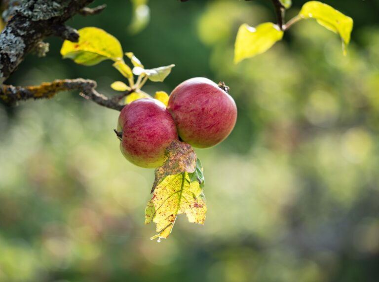 Close-up of ripe red apples on a branch in a sunny orchard,
