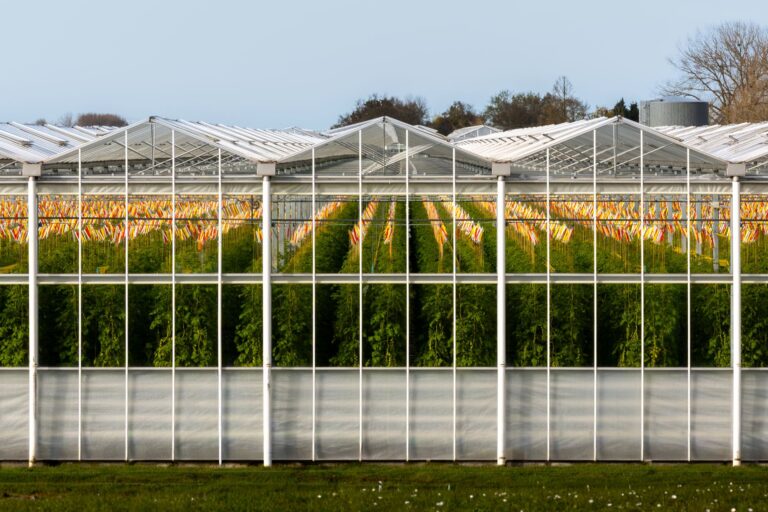 Contemporary greenhouse in South Holland, Netherlands, showcasing rows of vibrant tomato plants.