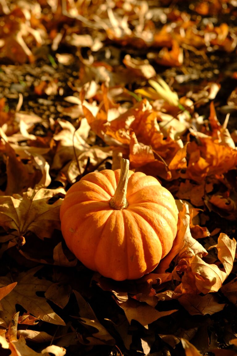 A vibrant pumpkin surrounded by autumn leaves